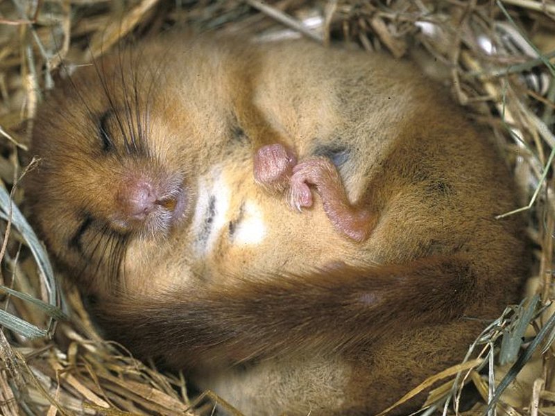 The last dormouse in Sussex?